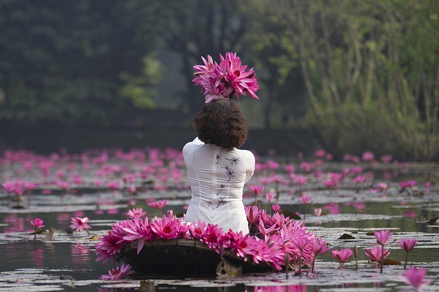 lotus, flors, dona, vestit blanc, flors de color rosa, flors de lotus, llistons, florir, flor, pètals, pètals de color rosa