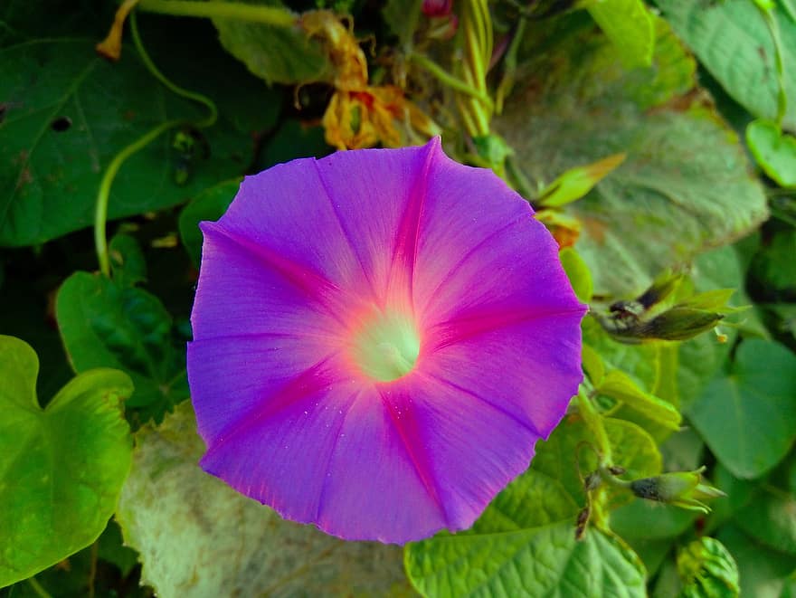 Beach Moonflower, Purple Flower, Garden, Nature