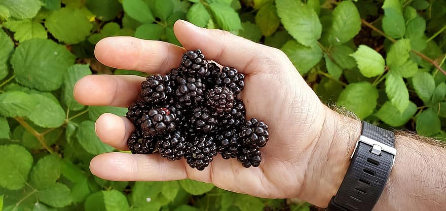 Blackberries, Berries, Harvest, Hand, Healthy, Organic, close-up, fruit, freshness, leaf, food