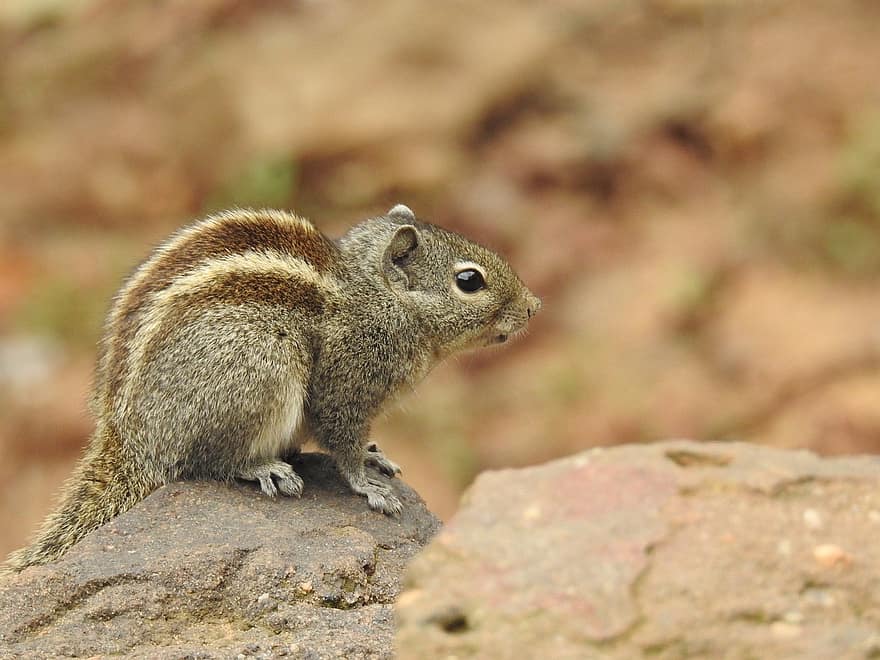 Squirrel, Animal, Rodent, Wildlife, animals in the wild, close-up, cute, small, fur, one animal, focus on foreground