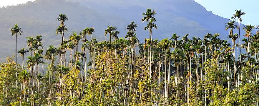 palmuja, Puut, metsä, vuori, woods, trooppinen, palmu, kasvit, kasvisto