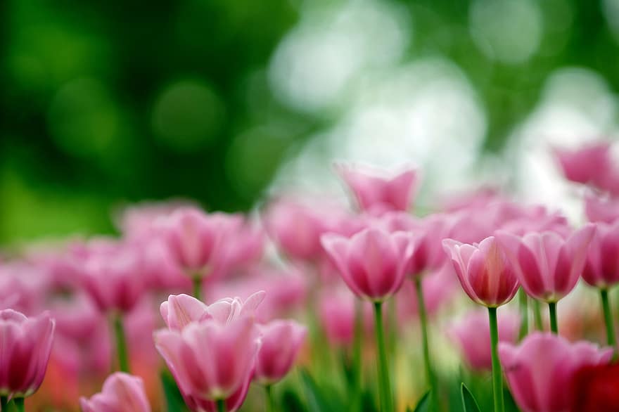 virágok, tulipán, rózsaszín virágok, rózsaszín tulipánok, kert, virág, növény, tavasz, frissesség, nyári, virágfej
