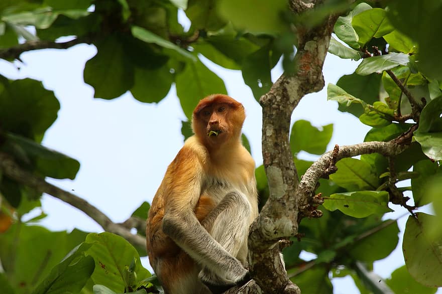 scimmia proboscide, animale, albero, scimmia, primate, natura, mammifero, Borneo, Asia, foresta, foresta pluviale tropicale