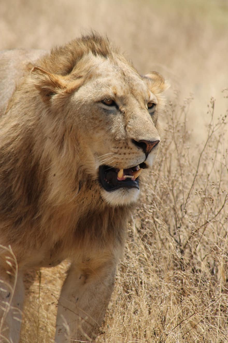 สิงโต, แอฟริกา, Ngorongoro, ปล่องภูเขาไฟ, สัตว์, นักล่า, ธรรมชาติ, เป็นอันตราย, สร้อย, ชาย, ป่า