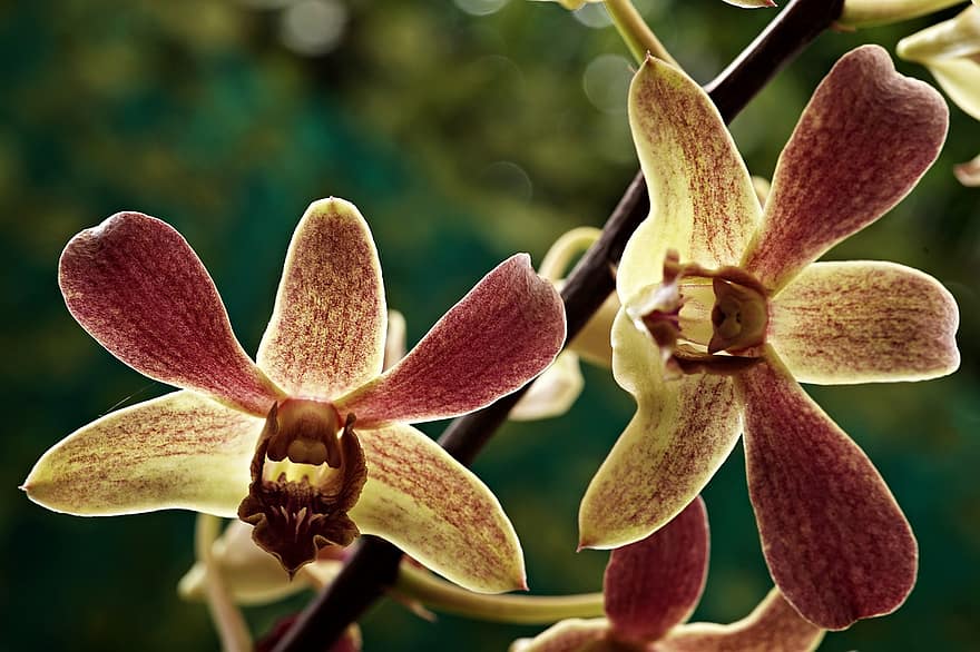 orkideer, blomster, have, kronblade, orkidé kronblade, flor, blomstre, dendrobium orkideer, planter, flora, natur