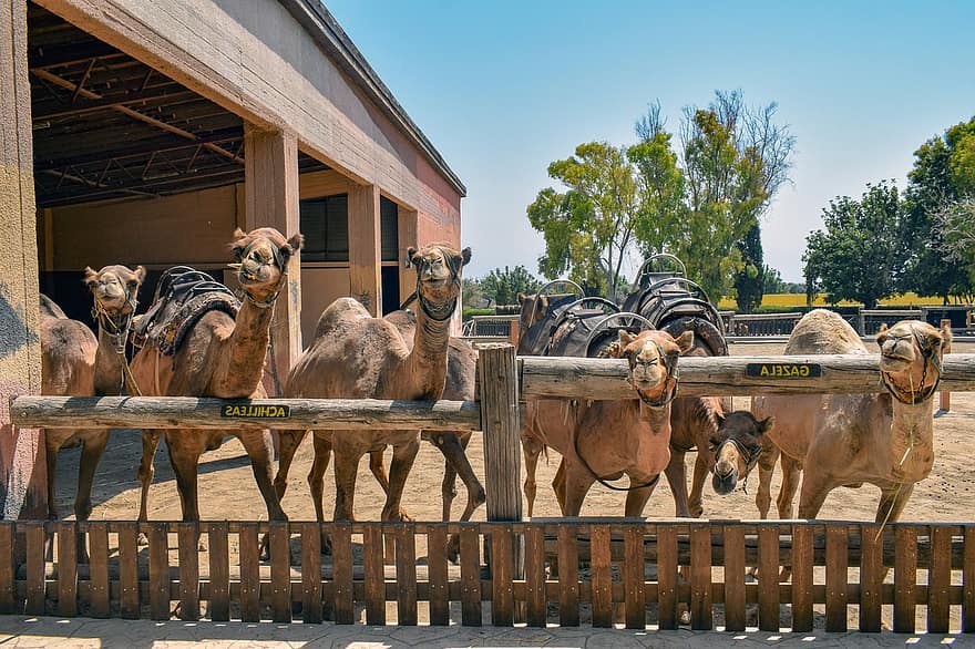 camells, curiós, divertit, animal, granja