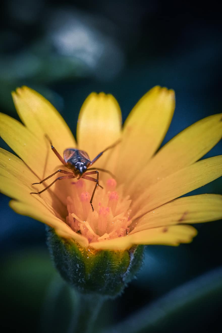 Bug, Insect, Flower, Yellow Flower, Petals, Plant, Garden, Nature, Macro, Closeup, Macro Photography