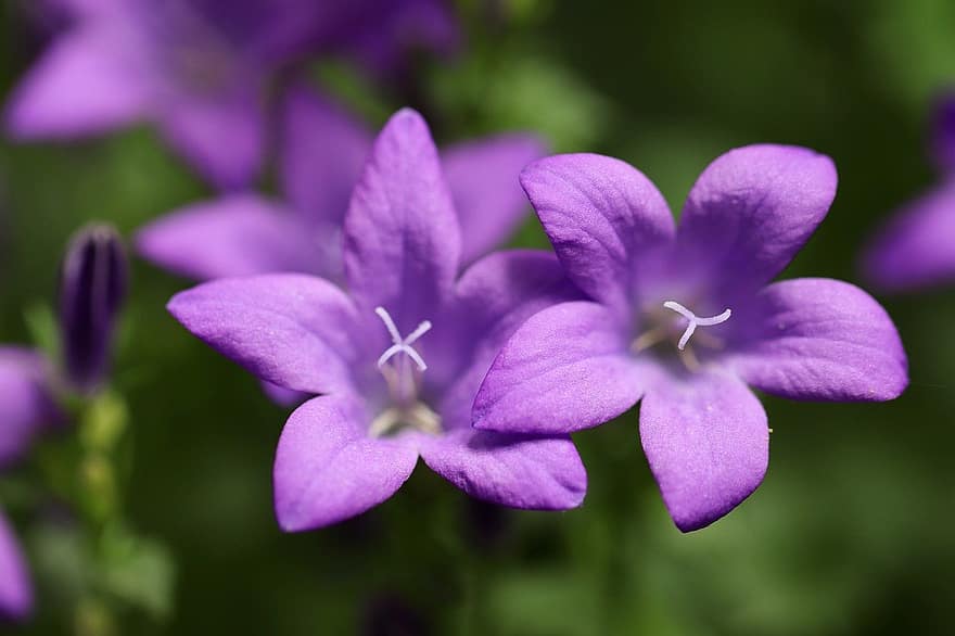 bluebells, terälehdet, pistils, kukkii, kukka, kasvi, violetit kukat, kasvisto, luonto, lähikuva, terälehti
