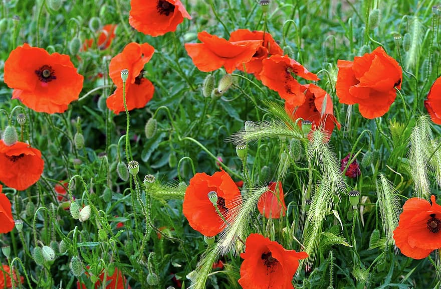 Poppies, Red Poppies, Red Flowers, Flowers, Meadow, Nature, Flora, flower, summer, plant, green color