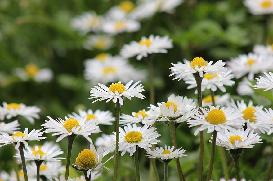 Daisies, Flowers, Plants, White Flowers, Petals, Bloom, Garden, Meadow, Spring, Nature