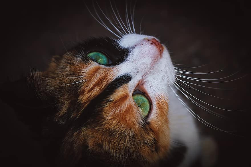 кошка, домашнее животное, животное, ситцевый кот, внутренний, кошачий, млекопитающее, милый, зеленые глаза, домашние питомцы, Домашняя кошка