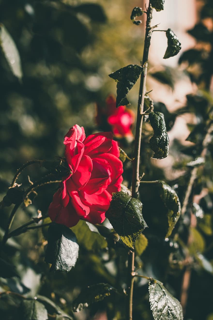 rosa, Rosa vermella, flor vermella, flor, jardí, naturalesa, full, primer pla, planta, estiu, pètal