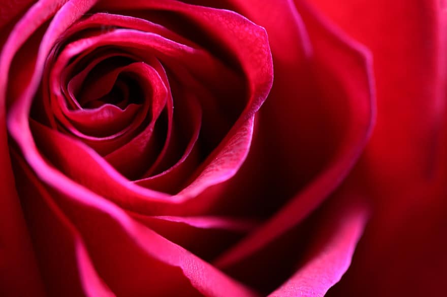 Róża, zapach, kwitnąć, kwiaty, romantyk, różowy, miłość