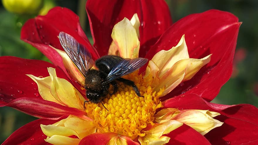 tesař včela, jiřina, opylování, květ, hmyz, Příroda, xylocopa violacea, makro, entomologie, ruff dahlia, Köstritzer Dahlia