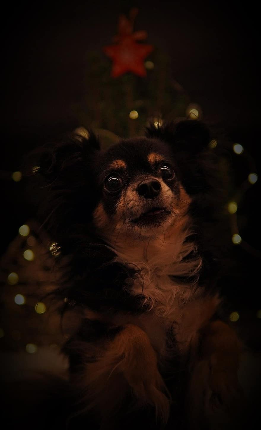 Χριστούγεννα, καλές διακοπές, Χριστουγεννιάτικη κάρτα, χριστουγεννιάτικο αστέρι, φώτα, μαύρο φόντο, τσιουάουα, σκύλος, ζώο