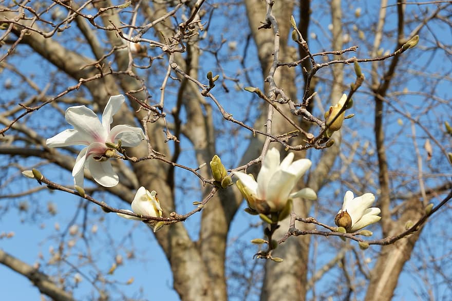 květiny, yulan magnolia, bílé květy, magnolia denudata, magnólie, větev, strom, květ, jaro, list, rostlina