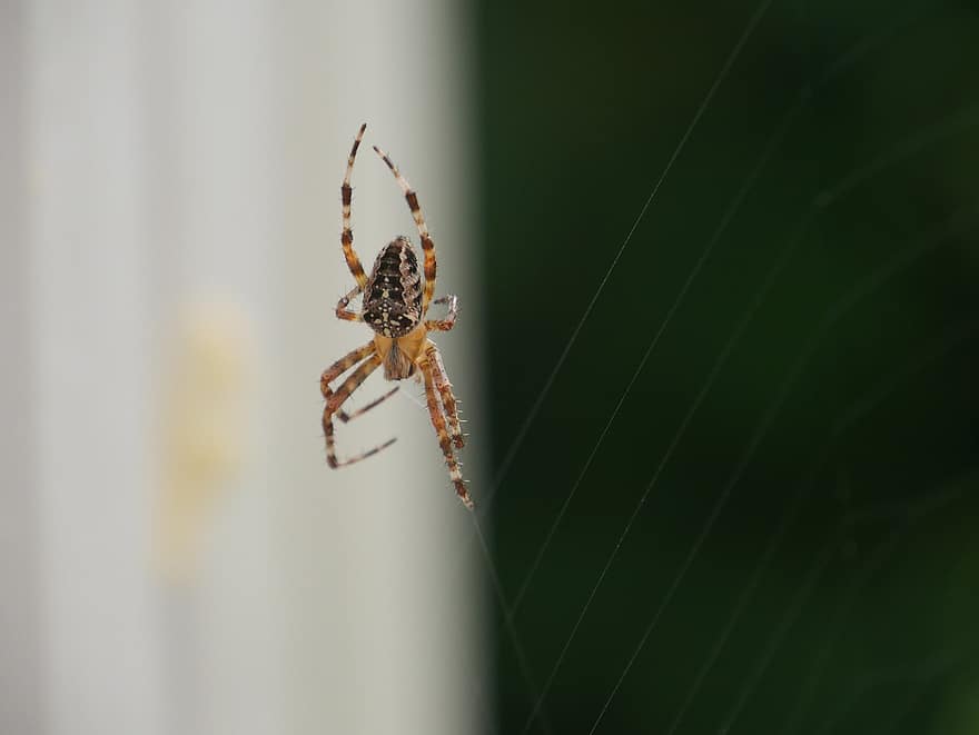 Insect, Spider, Entomology, Species, Creature, Cobweb, Spider Web