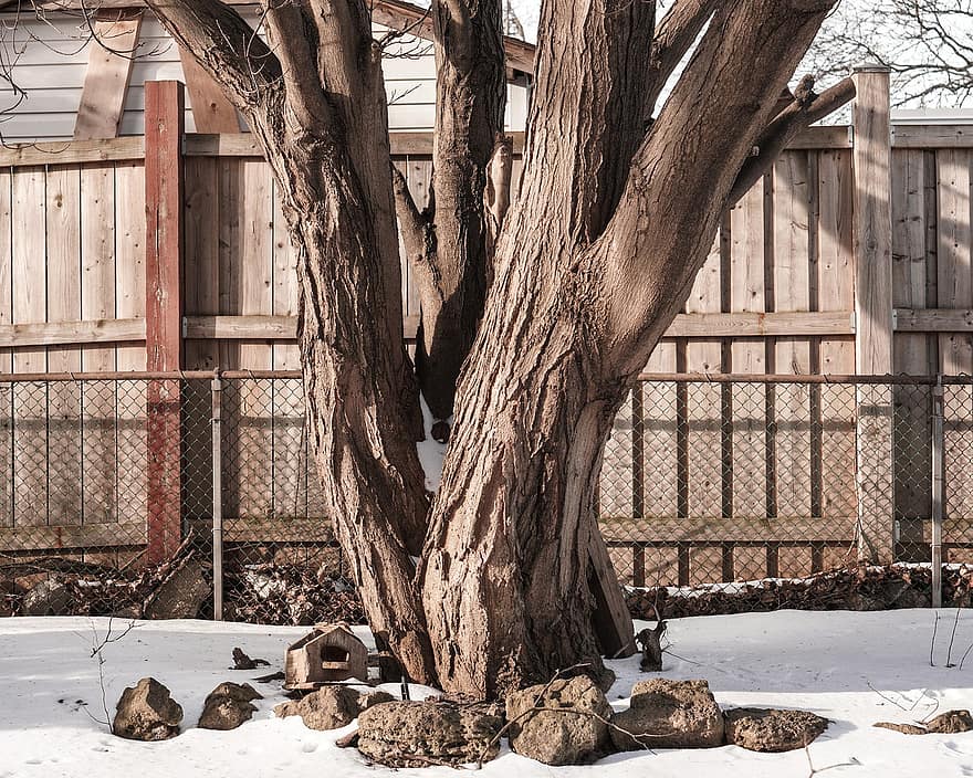 Tree, Backyard, Winter, Snow, branch, wood, fence, forest, season, old, architecture