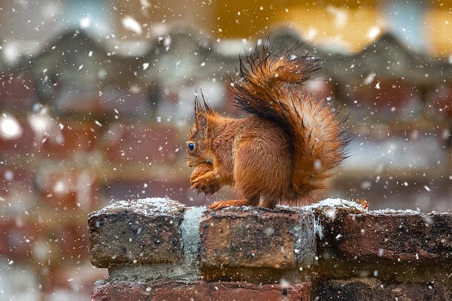 गिलहरी, अखरोट, हिमपात, बर्फ गिर रही है, जानवर, कृंतक, सस्तन प्राणी, वन्यजीव, भोजन, खाना, निबलिंग