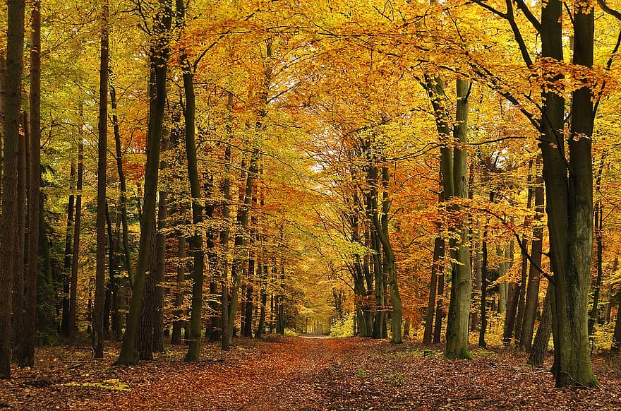 есен, гора, гори, парк, есенна гора, горски път, пейзаж, дървета, дърво, листо, жълт