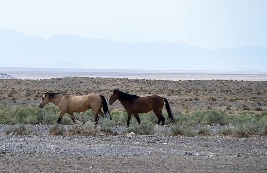 коне, диви коне, пустинен, сух пейзаж, бозайници, дивата природа