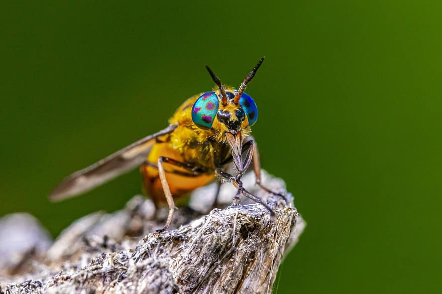 Deerfly espalhado, Chrysops Caecutiens, mosca de cavalo, inseto, folha, verão, ao ar livre, primavera, entomologista, grama, subindo