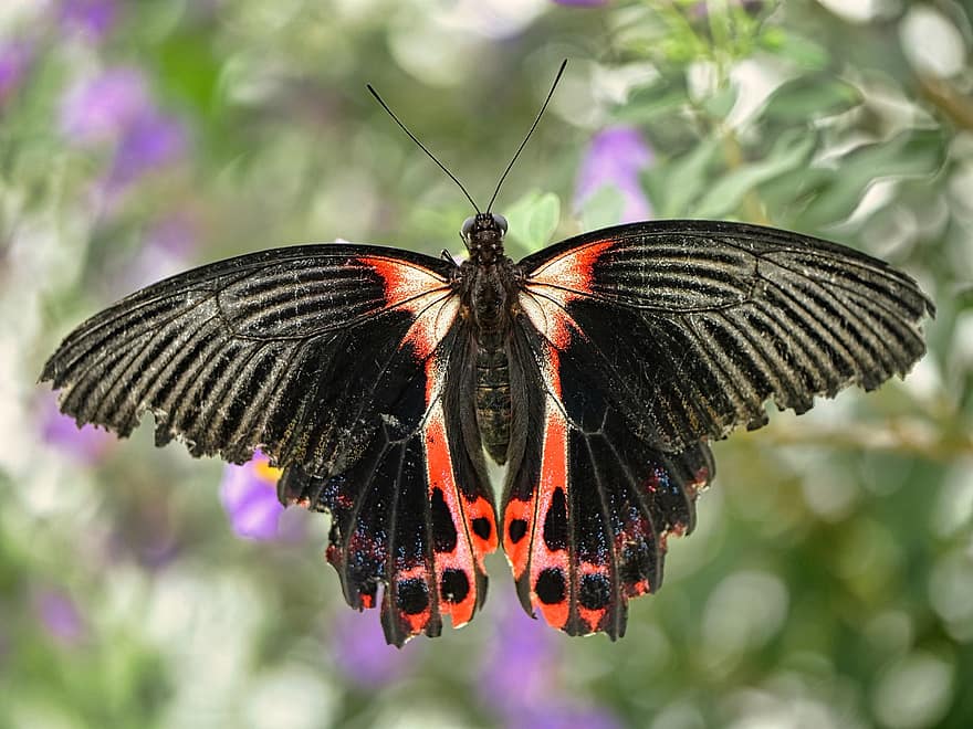 бабочка, насекомое, крылатое насекомое, крылья бабочки, фауна, природа