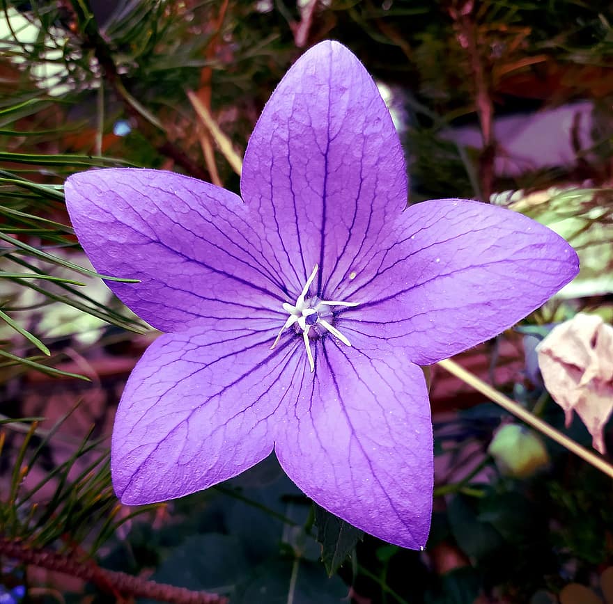 bellflower, bunga, bunga ungu, kelopak, kelopak ungu, berkembang, mekar, flora, menanam