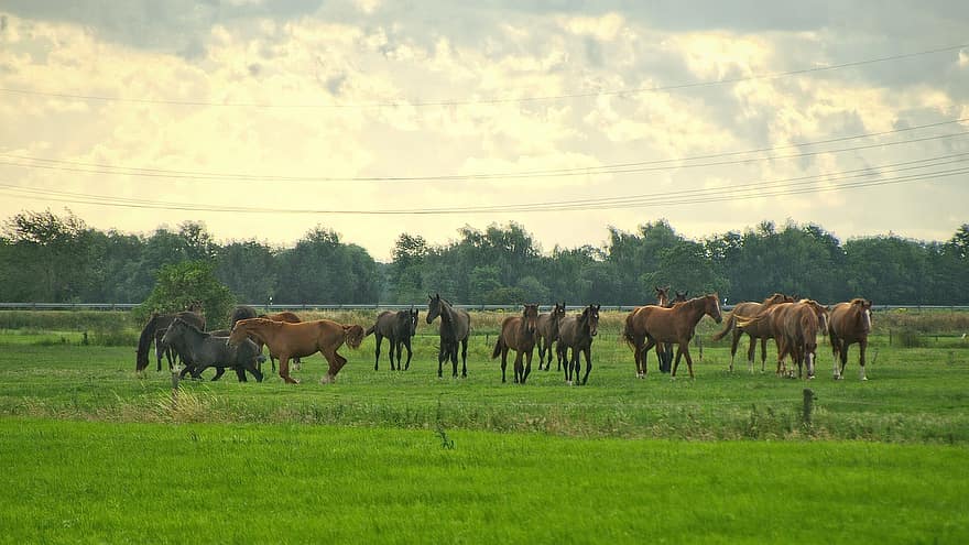 hester, rir hester, paddock, ride, beitemark, dyr, dyr verden