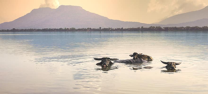 Water Buffaloes, River, Island, Animal, Laos, River Isle, water, dog, landscape, reflection, summer