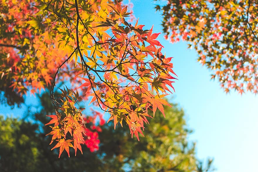 rudenī, lapas, kļava, zaļumi, rudens lapas, rudens zaļumi, rudens krāsas, rudens sezona, kritums zaļumiem, kritums lapas, krītošas ​​krāsas