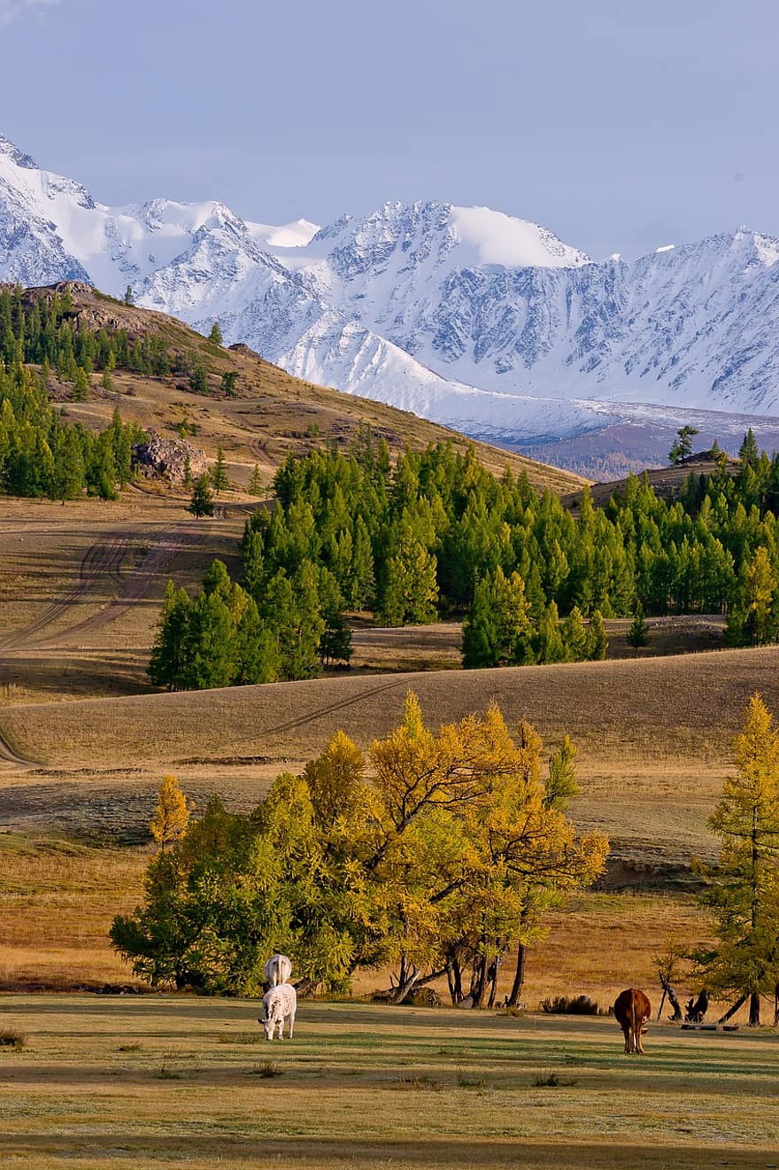 Altai, Mountains, Landscape, Snow, Trees, Field, Steppe, Nature, Cows, Scenery, Morning