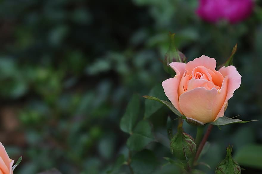 Роза, персиковая роза, цветок персика, цветок, весна, сад, цвести, лепесток, лист, завод, крупный план
