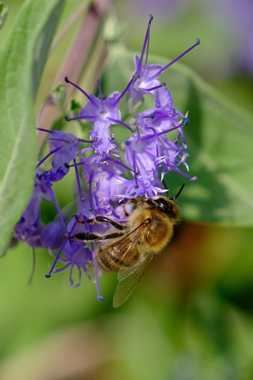 медна пчела, пчела, цветя