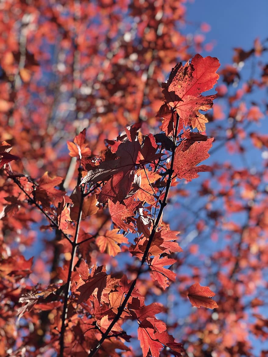 feuilles, branches, tomber, feuillage, feuilles rouges, l'automne, arbre, plante, la nature, fermer, rouge