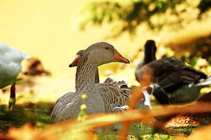 Ducks, Duck, Ducks Background, Wave Background, Yellow, Bird, Animal, Cute, Background, Nature, Beak