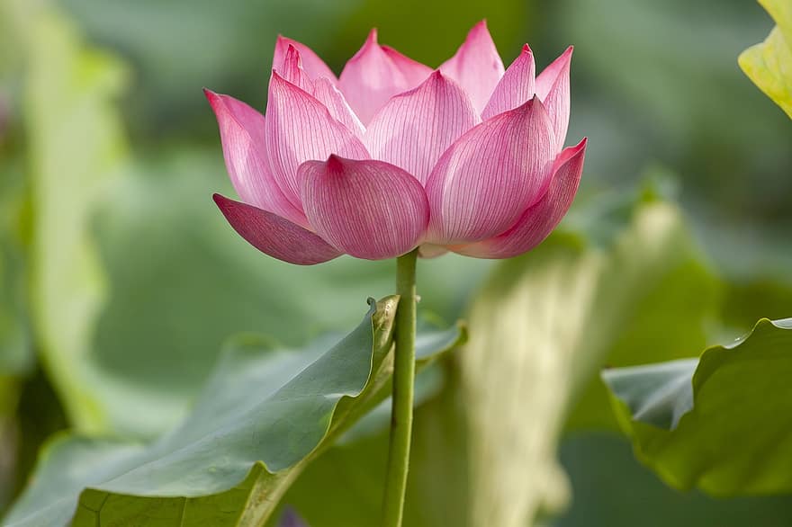 Lotus, Flower, Pink, Pink Flower, Lotus Flower, Bloom, Blossom, Petals, Pink Petals, Flora, Aquatic Plant