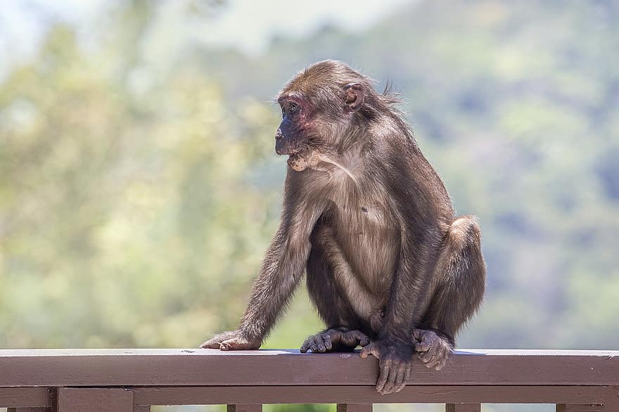 monyet ekor tunggul, Beruang Macaque, Thailand, primata, macaca arctoides, monyet, hewan, mamalia, binatang di alam liar, kera, imut