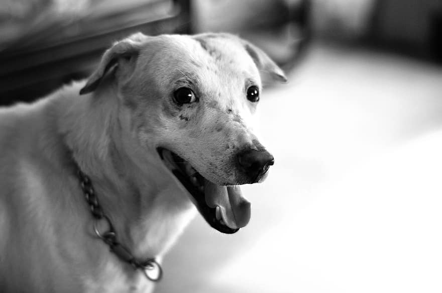 hund, hund-, Lycklig, sällskapsdjur, djur-, leende, vovve, ser, porträtt, svartvitt
