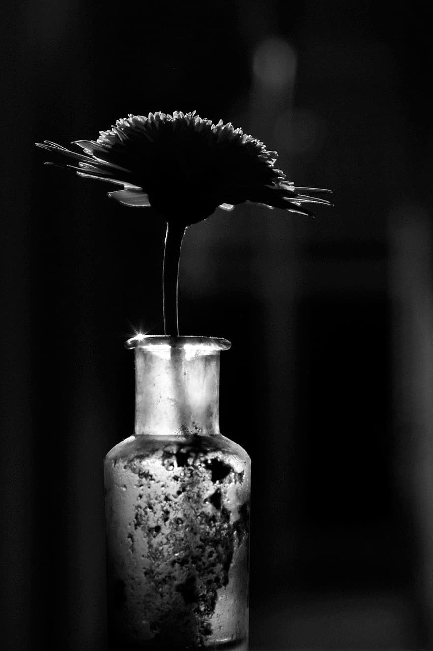 černobílý, květ, silueta