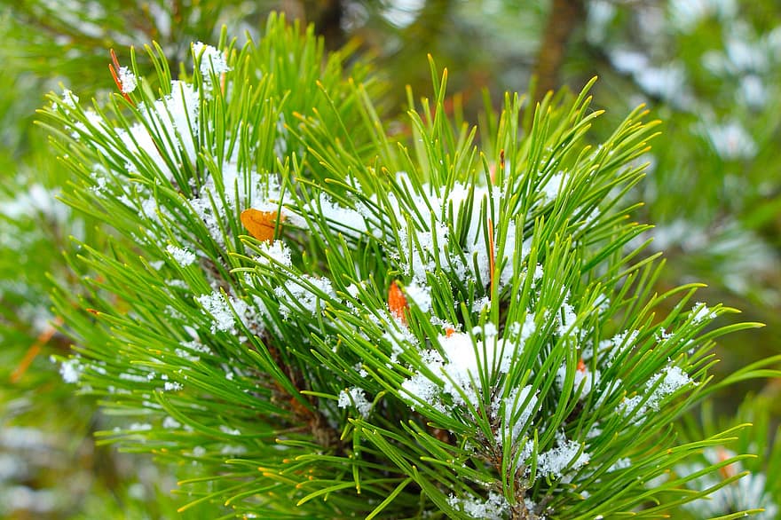 Pine, Frost, Branch, Pine Needles, Twig, Snow, Ice, Conifer, Spruce, Evergreen, Winter