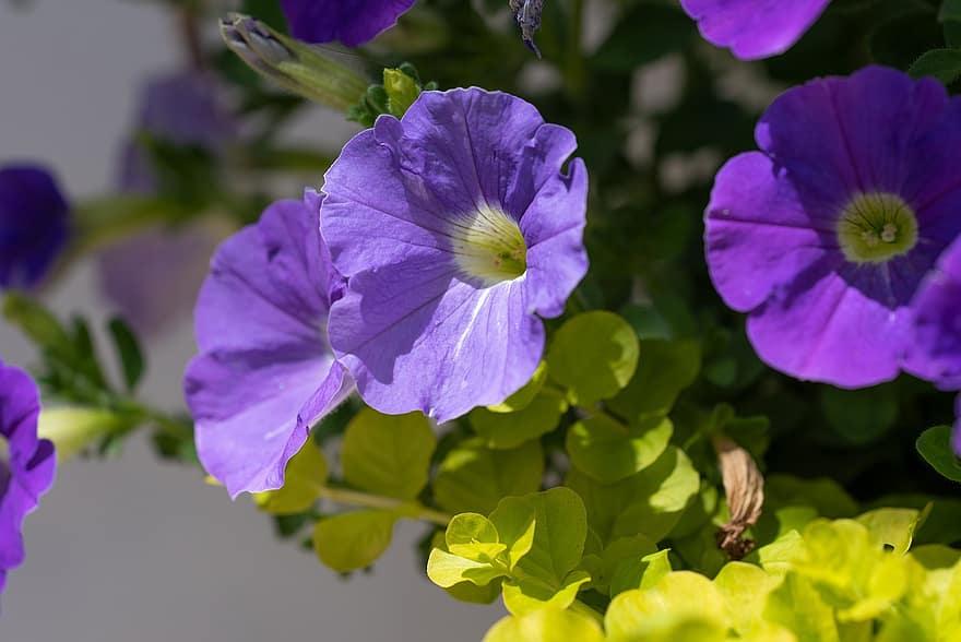 bunga-bunga, morning glory, bunga ungu, kelopak, kelopak ungu, berkembang, mekar, alam, flora