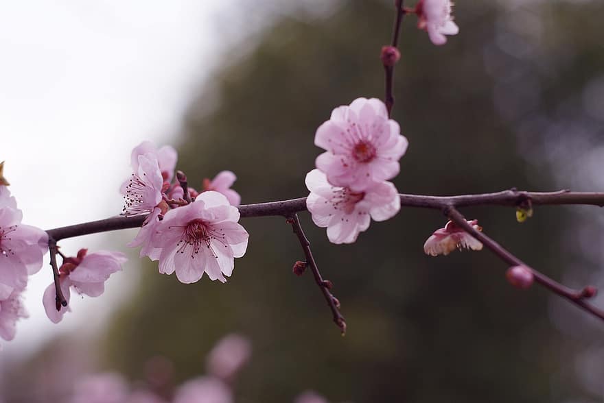 Plum Blossoms, Branch, Twigs, Flowers, Pink Flowers, Pink Petals, Bloom, Blossom, Prunus Mume, Flora