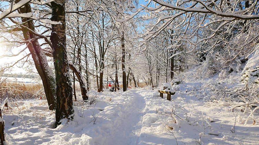 ziemā, saule, ceļš, sniegs, koki, ainavu, sezonā, skatuvisks, dienā, izpētīt