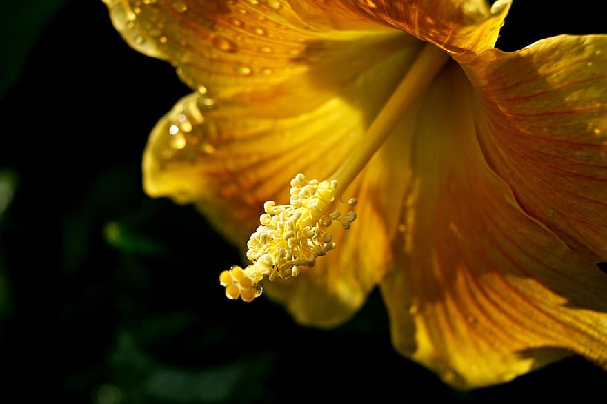 hibiscus, galben hibiscus, floare galbenă, natură, a închide, plantă, floare, frunze, macro, galben, petală