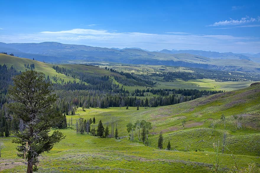 Yellowstone nasjonalpark, nasjonalpark, fjellene, natur, utendørs, fjell, eng, landlige scene, grønn farge, sommer, landskap