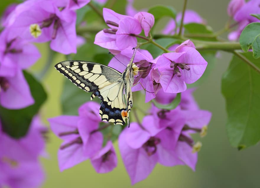sommerfugl, insekt, vinger, antenne, blomst, kronblade, blade, natur, dyr, fauna