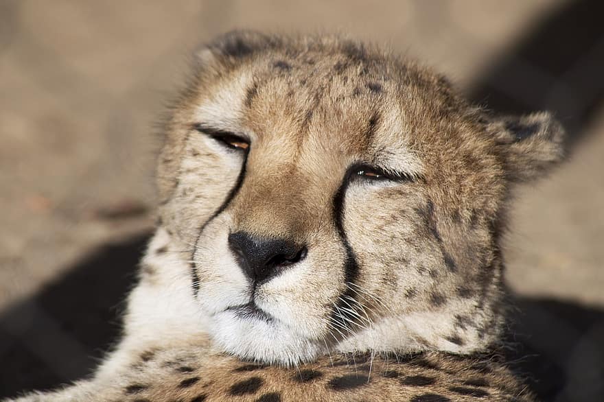 Cheetah, hewan, kepala, ngantuk, mamalia, kucing besar, binatang buas, margasatwa, liar, kebun binatang, alam