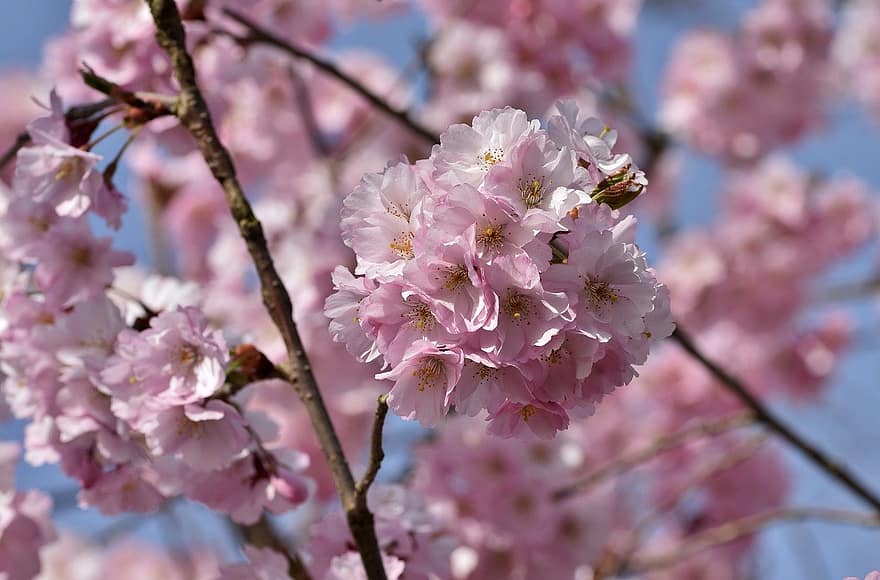 kirsikankukka, kukat, kevät, vaaleanpunaiset kukat, sakura, kukinta, kukka, haara, puu, luonto