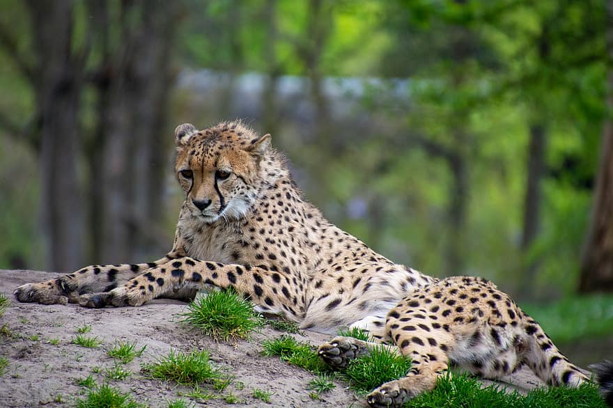 dier, cheetah, zoogdier, soorten, fauna, dieren in het wild, wildernis, ongetemde kat, katachtig, bedreigde soort, safari dieren